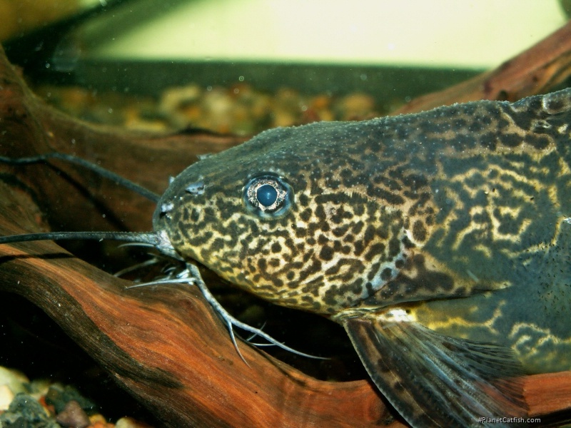 Synodontis schoutedeni