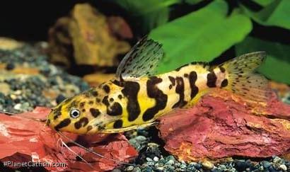 Synodontis schoutedeni