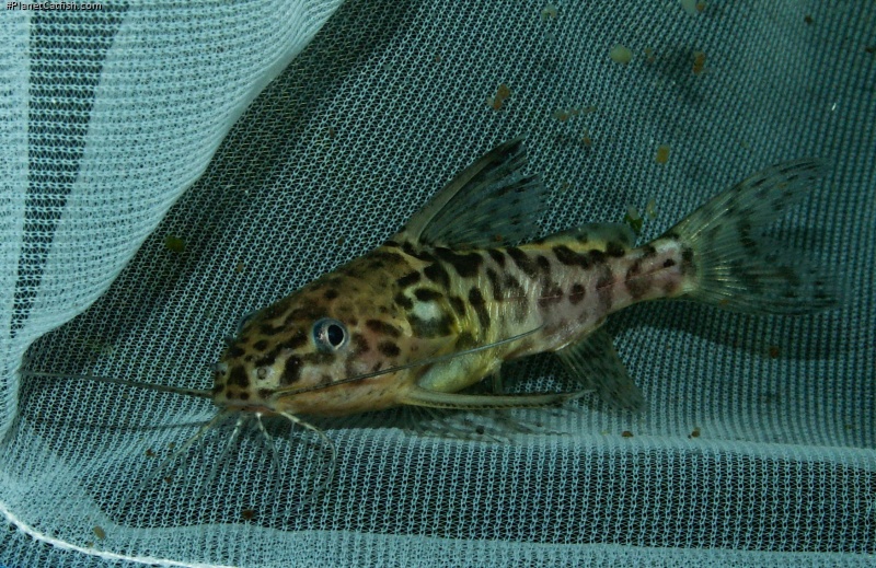 Synodontis schoutedeni