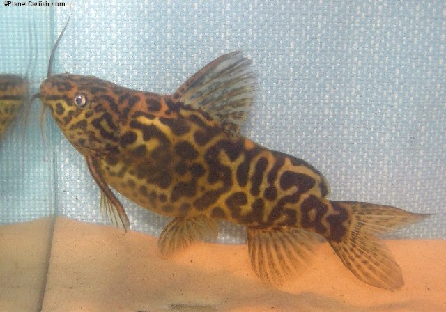 Synodontis schoutedeni