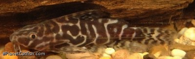 Synodontis serpentis