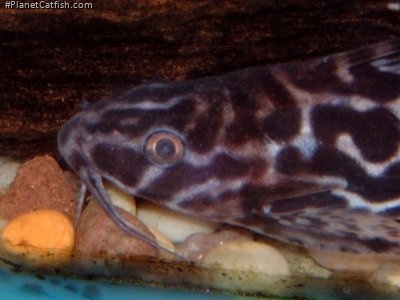 Synodontis serpentis