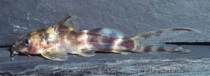 Synodontis smiti