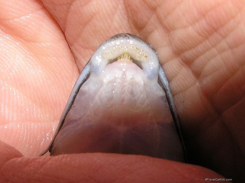 Synodontis smiti