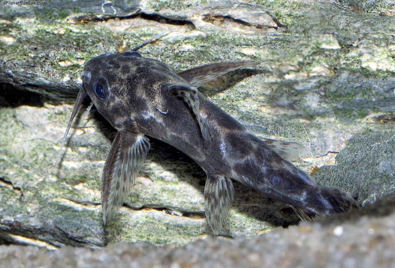 Synodontis soloni