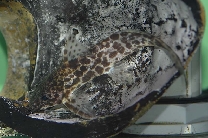 Synodontis soloni