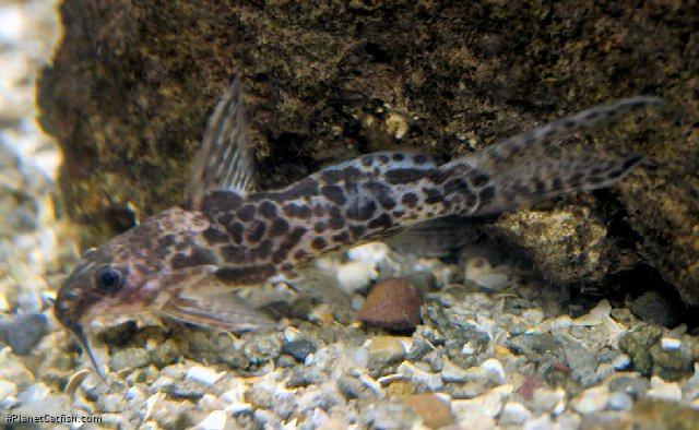 Synodontis soloni