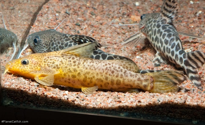 Synodontis sp. `JA RIVER`