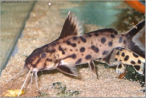 Synodontis sp. `POLLI WHITE`