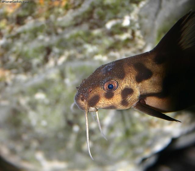 Synodontis sp. `POLLI WHITE`