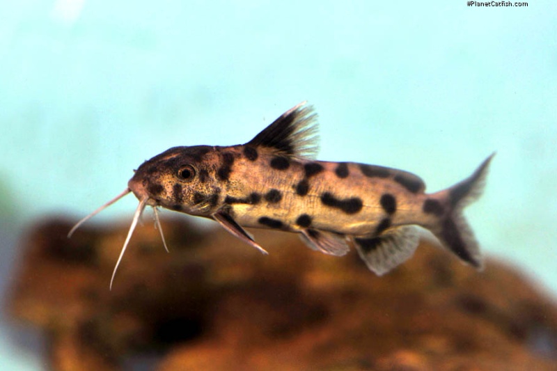 Synodontis sp. `POLLI WHITE`