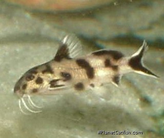 Synodontis sp. `POLLI WHITE`