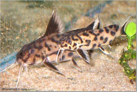 Synodontis sp. `POLLI WHITE`