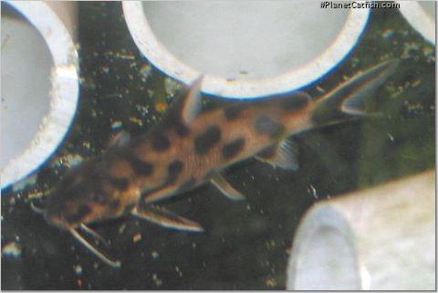 Synodontis sp. `POLLI WHITE`