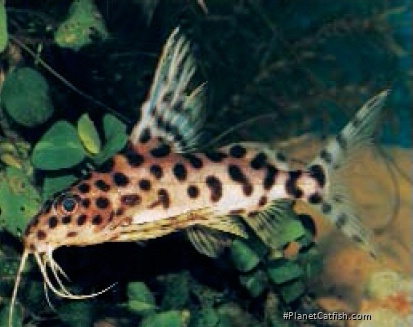 Synodontis sp. hybrid(1)