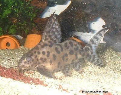 Synodontis sp. hybrid(1)