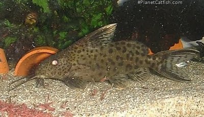 Synodontis sp. hybrid(1)