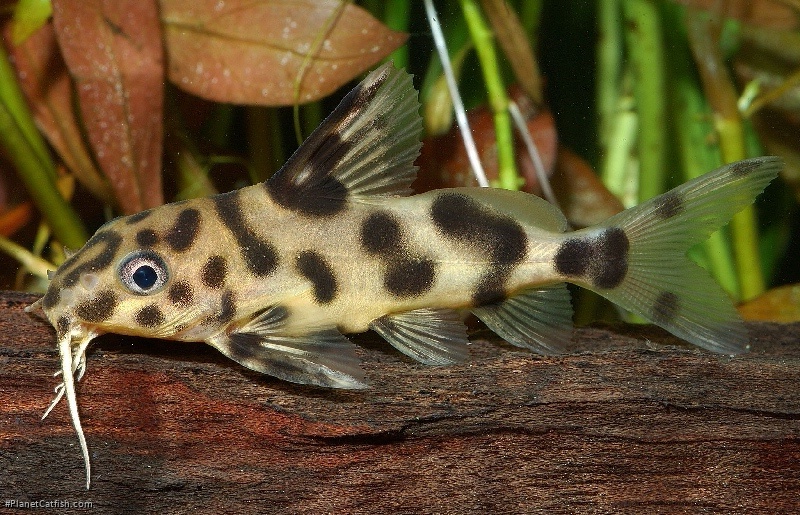 Synodontis sp. hybrid(1)