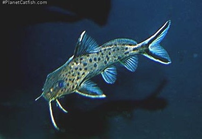 Synodontis sp. hybrid(2)