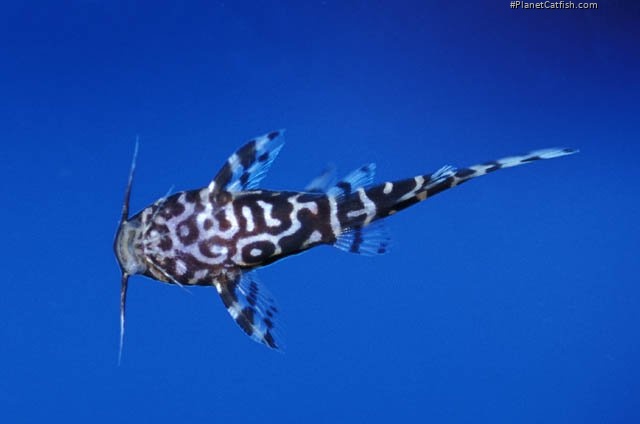 Synodontis sp. hybrid(3)