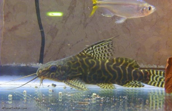 Synodontis sp. hybrid(3)