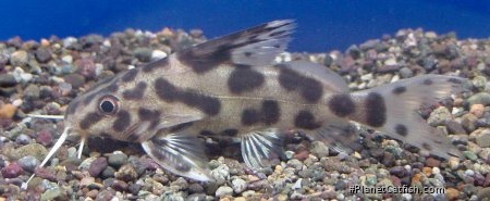 Synodontis sp. hybrid(4)