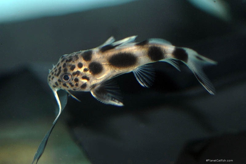 Synodontis sp. hybrid(5)