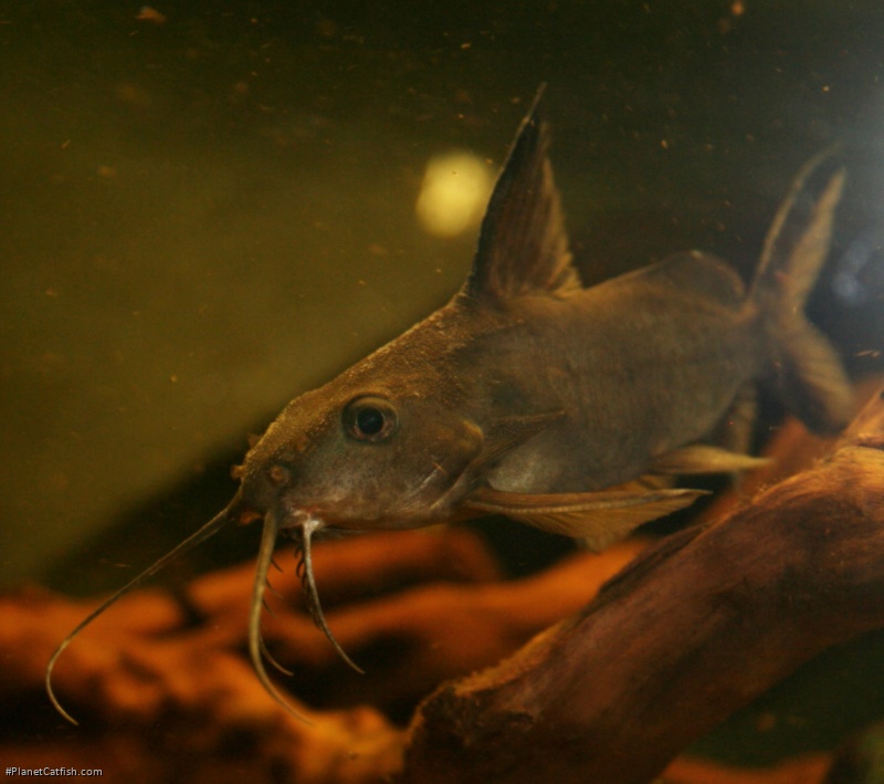 Synodontis sp. hybrid(6)