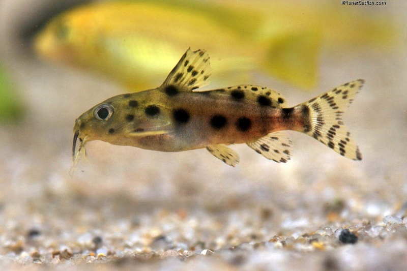 Synodontis sp. hybrid(8)