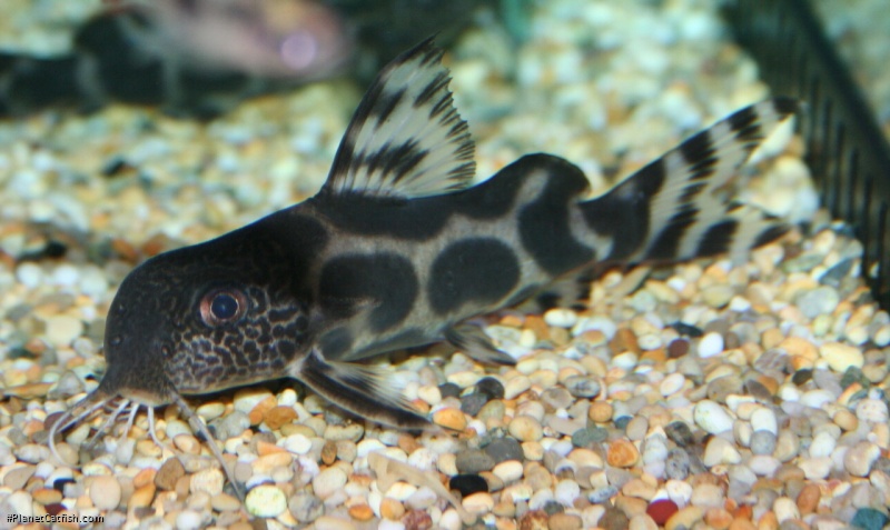 Synodontis sp. hybrid(9)