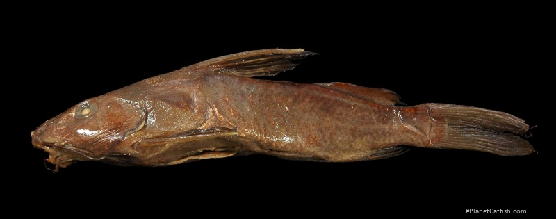 Synodontis steindachneri