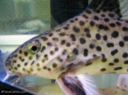 Synodontis tanganyicae