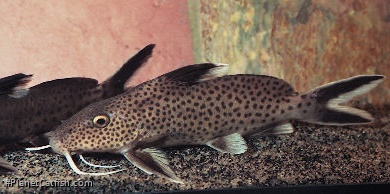 Synodontis tanganyicae