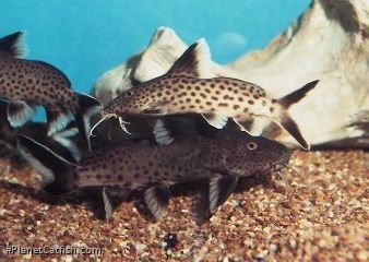 Synodontis tanganyicae