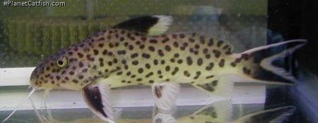 Synodontis tanganyicae