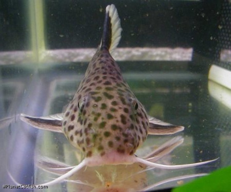 Synodontis tanganyicae