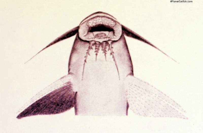 Synodontis thysi