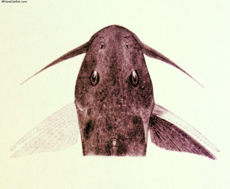 Synodontis thysi