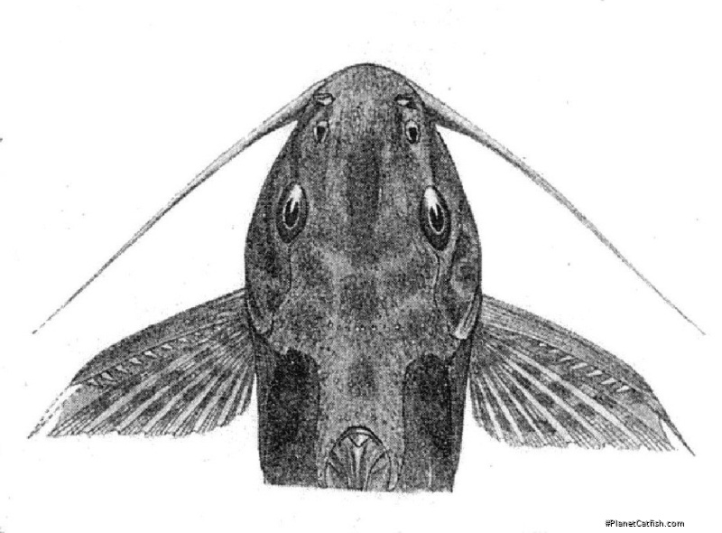 Synodontis tourei