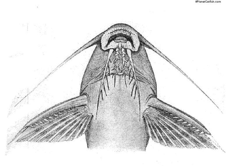 Synodontis tourei