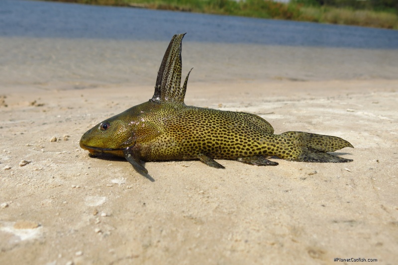 Synodontis vanderwaali