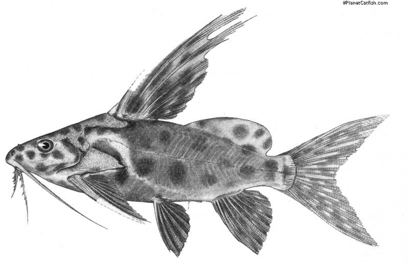 Synodontis velifer