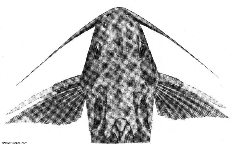 Synodontis velifer