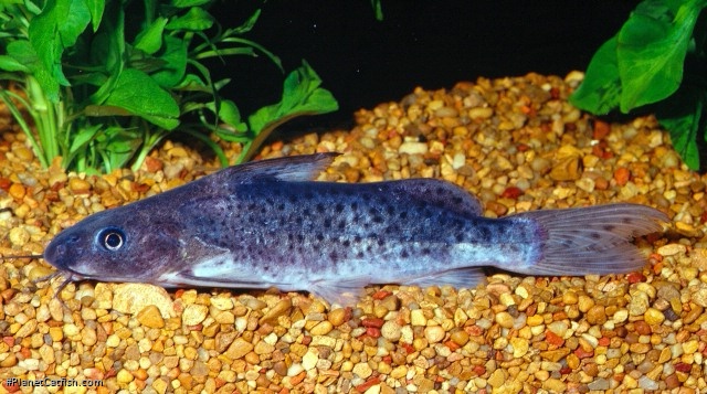Synodontis victoriae