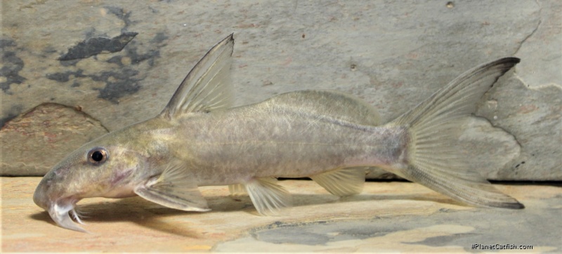 Synodontis violaceus