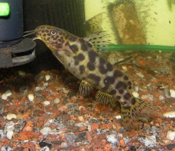Synodontis waterloti
