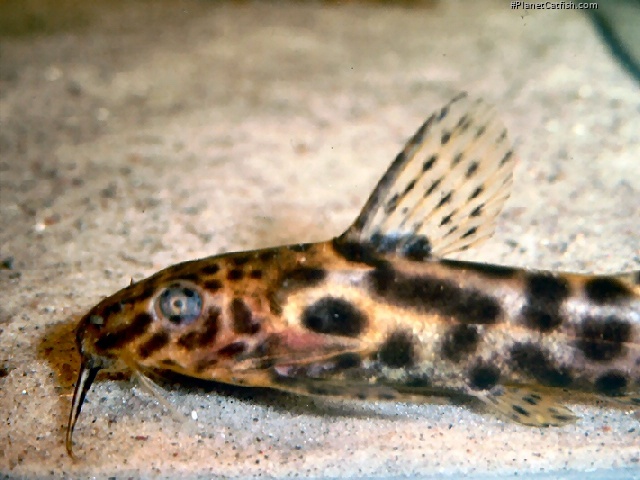 Synodontis waterloti