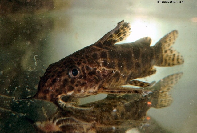 Synodontis waterloti