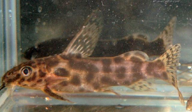 Synodontis waterloti