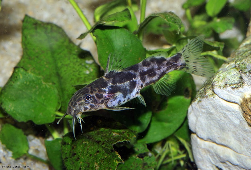 Synodontis waterloti